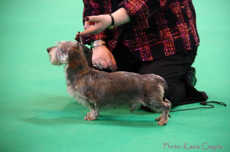 Crufts2011_2 450.jpg